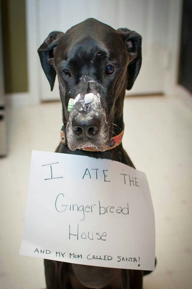 32 Dog Shaming Photos Hilariously Caught In The Act