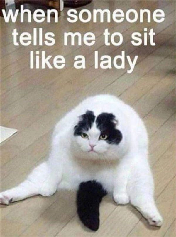 55 Funniest Cat Memes Ever Will Make You Laugh Right MEOW