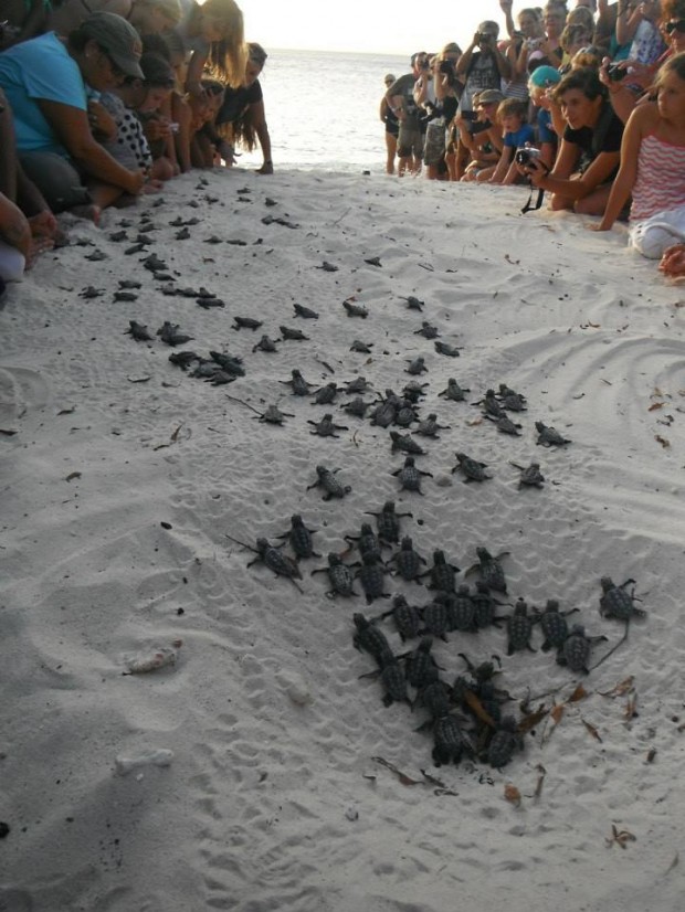 Volunteers Help Baby Sea Turtles Make Their Way to the Sea Safely.