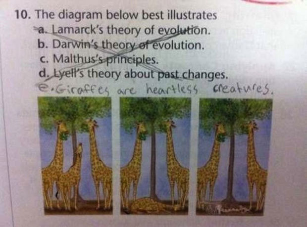 29 Funny Test Answers - Giraffes are heartless creatures.