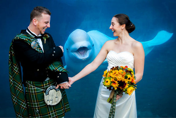 Whale wedding - 30 Wedding Photobombs Will Have You Screaming ‘I Do!’ with Laughter