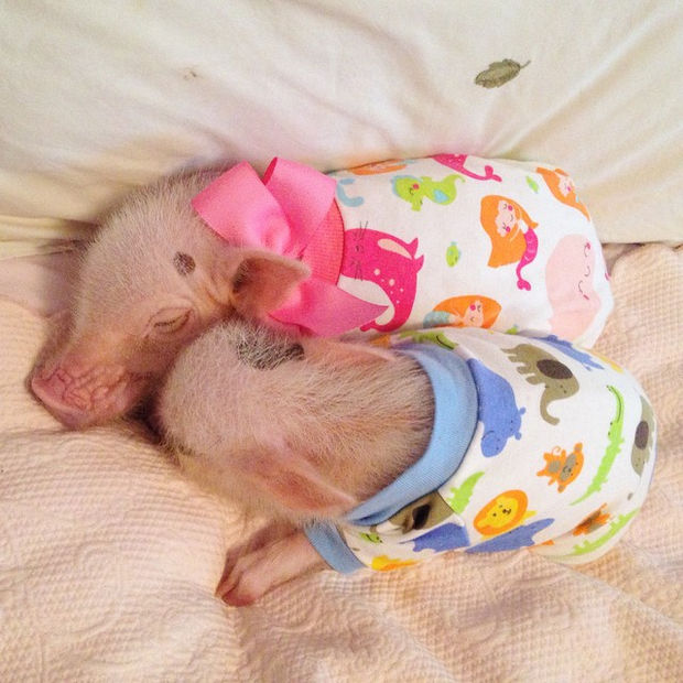 Cute Mini Pigs Priscilla and Poppleton - Sweet dreams! Do mini pigs count sheep to fall asleep?