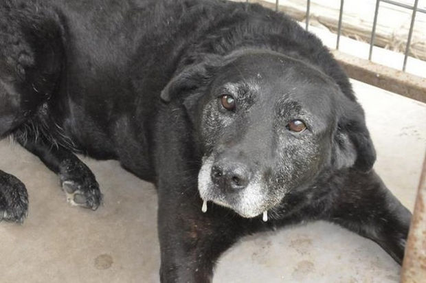 Lady, a grey-faced lab that had a traumatic life was placed in a shelter in 2012 because her owner died. After this poor lab walks 30 miles back home, she was driven back to the shelter.