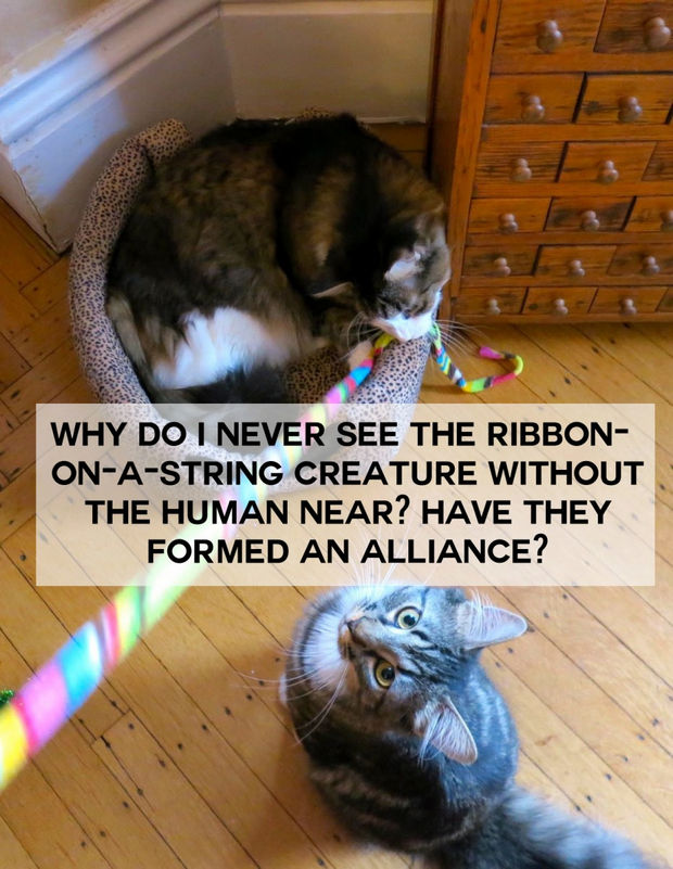 Why do I never see the ribbon-on-a-string creature without the human near? Have they formed an alliance?