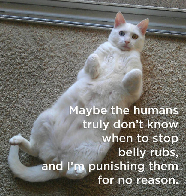 Maybe the humans truly don't know when to stop belly rubs, and I'm punishing them for no reason.