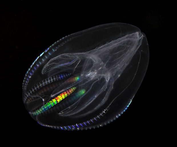 17 Weird Fish That Look Like Extra-Terrestrials - Bloodybelly Comb Jelly.