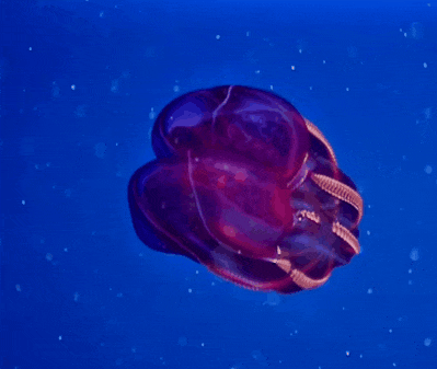 17 Weird Fish That Look Like Extra-Terrestrials - Bloodybelly Comb Jelly in action.