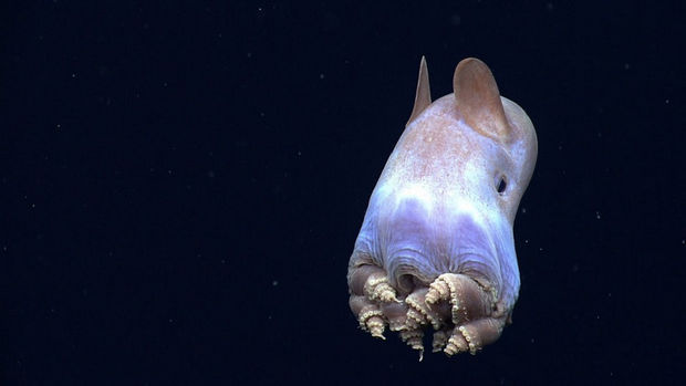 17 Weird Fish That Look Like Extra-Terrestrials - Dumbo Octopus.
