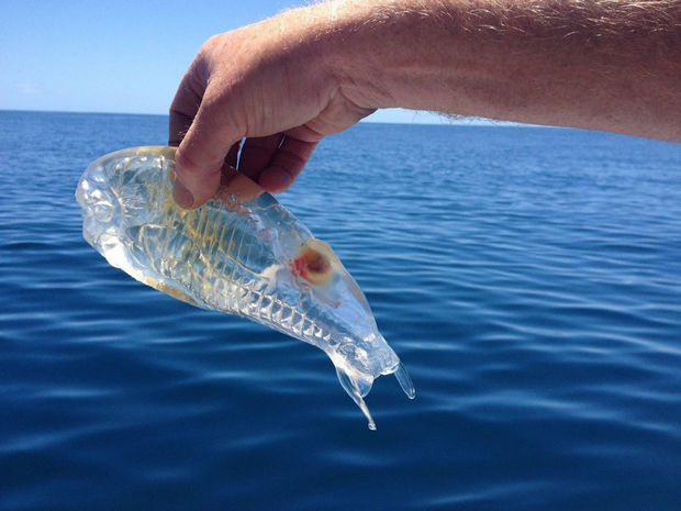 17 Weird Fish That Look Like Extra-Terrestrials - Salp.