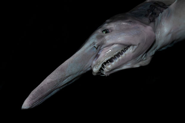 17 Weird Fish That Look Like Extra-Terrestrials - Goblin Shark.