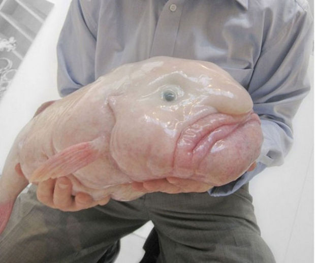 17 Weird Fish That Look Like Extra-Terrestrials - Blobfish.
