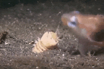 17 Weird Fish That Look Like Extra-Terrestrials - Bobbit Worm in action.