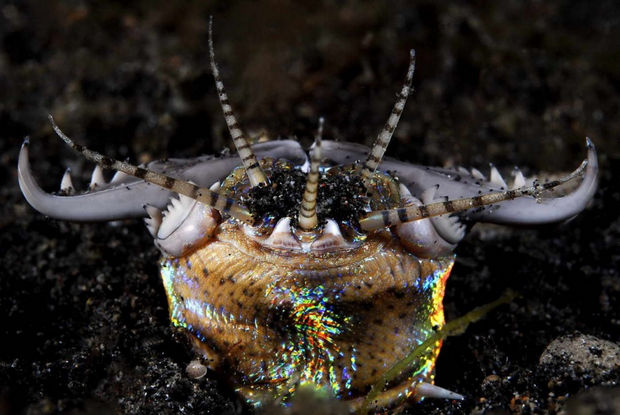 17 Weird Fish That Look Like Extra-Terrestrials - Bobbit Worm.