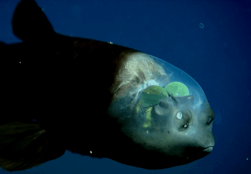 17 Weird Fish That Look Like Extra-Terrestrials - Barreleye in action.