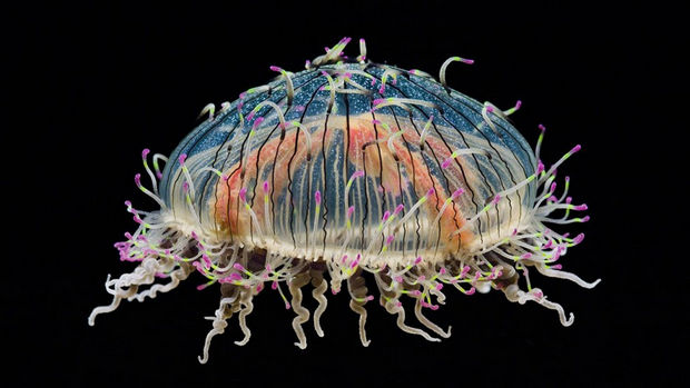 17 Weird Fish That Look Like Extra-Terrestrials - Flower Hat Jellyfish.