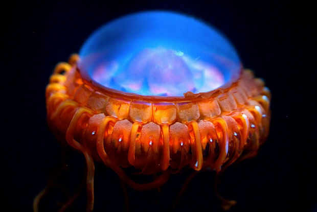 17 Weird Fish That Look Like Extra-Terrestrials - Atolla Jellyfish.