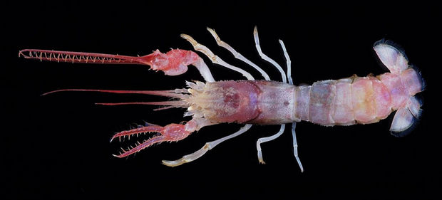 Terrible Claw Lobster.