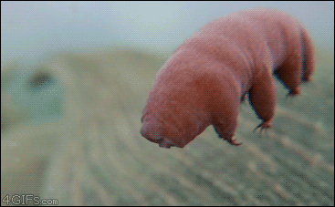 Water Bear in action.