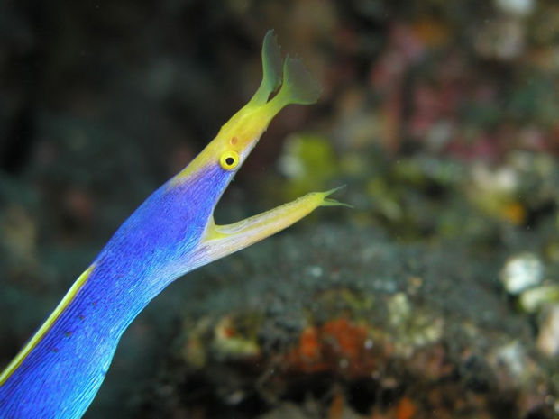 Ribbon Eel.