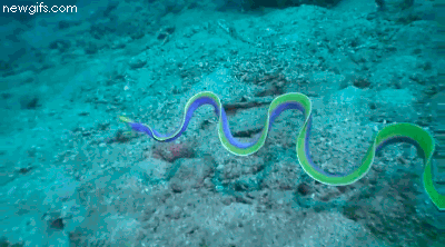 Ribbon Eel in action.