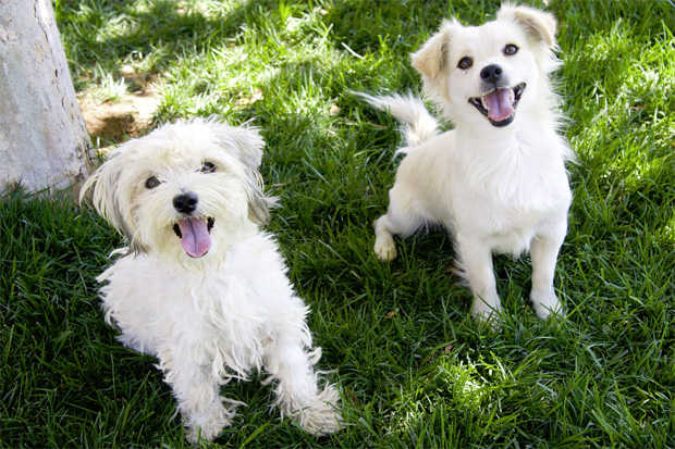 Monica and Chandler were rescued from the streets of East Los Angeles thanks to Rescue from the Hart.