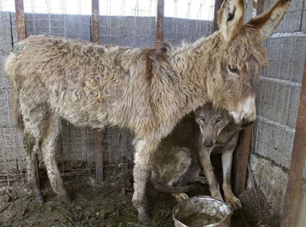 Unlikely Friends - Several petitions were created worldwide and soon afterwards, the Ministry of Environment in Albania issued a press release that both animals were freed.