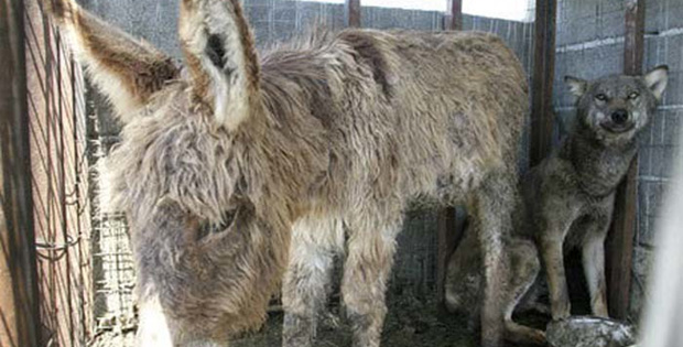 A Donkey Was Placed in a Small Cage With a Hungry Wolf. Then, Something Unbelievable Happened…