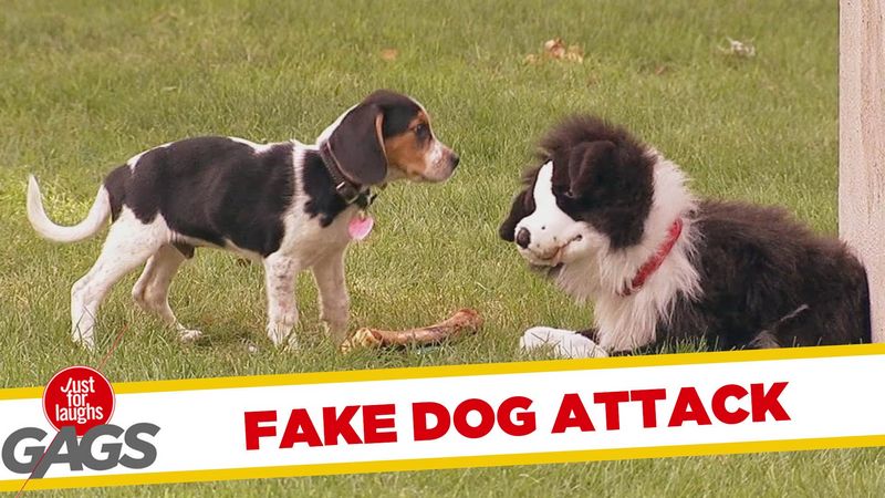 Watch a Stuffed Dog Attack Real Dogs. This Is Not a Misprint. LOL!