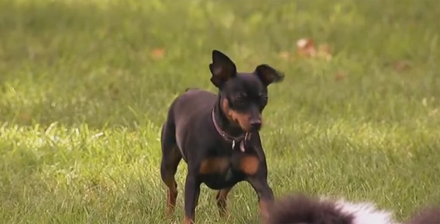 Watch funny dog pranks where a stuffed dog attacks real dogs. This is not a misprint. LOL!