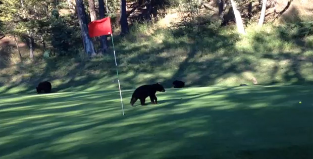 Baby bear plays with flag pole on golf course. Looks like an adorable circus act on the golf course!