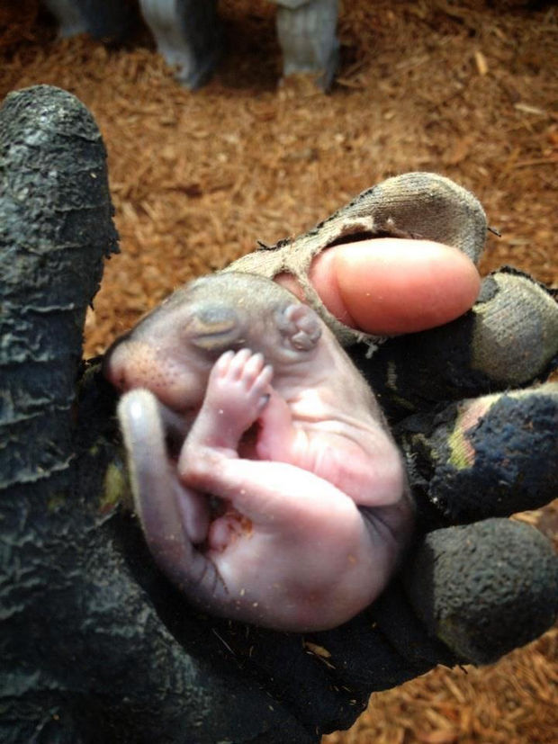 Baby Squirrel Found in Bag of Mulch - A Florida man rescued a live newborn squirrel found in a bag of mulch. He named it "Zip."
