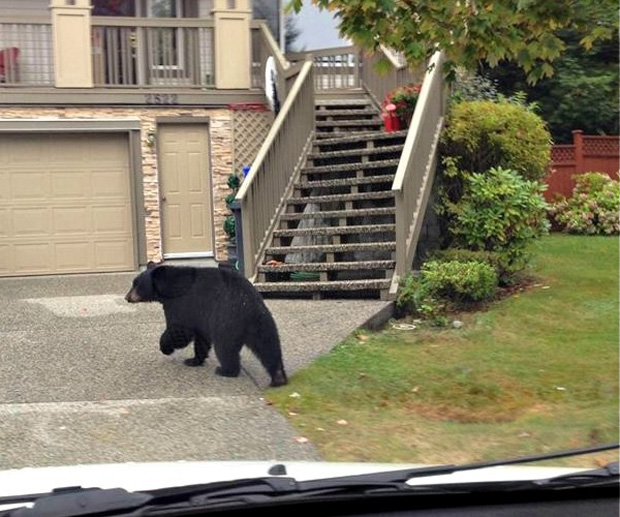 The bear was roaming around the yard and wouldn't budge as the Canada Post mailman entered the driveway with his vehicle.