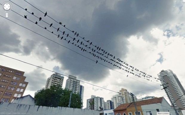 14 funny Google Street View images - Birds that perch on a wire together stay together.
