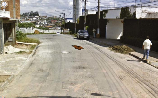 14 funny Google Street View images - Butterfly in flight.