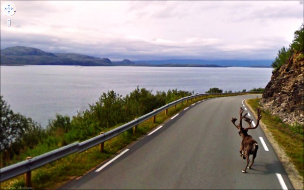 14 funny Google Street View images - Caribou on the run on the highway.