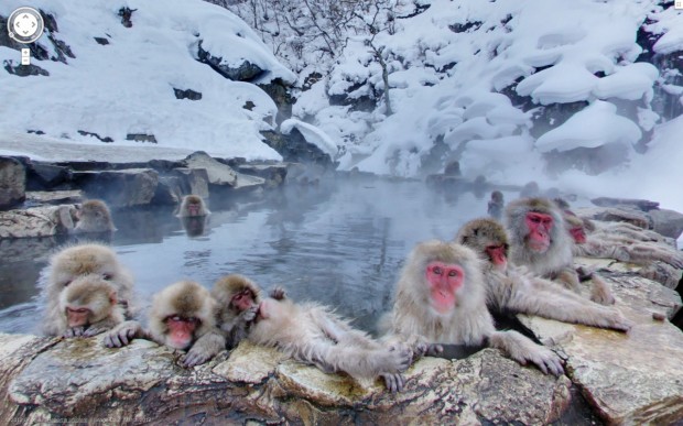 14 funny Google Street View images - Japanese macaques monkeys enjoying a nice dip in hot springs.