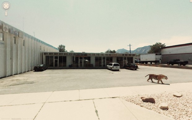 OMG, a tiger just roaming around on a parking lot.