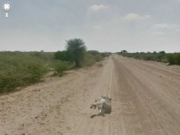25 Weird Things Found on Google Maps - I hope that animal is OK!