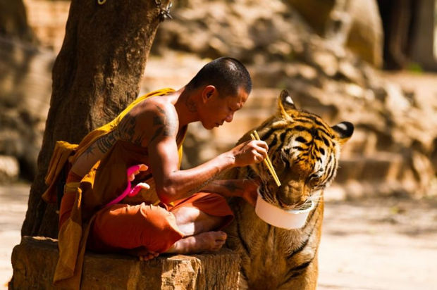 29 Powerful Pictures - A Buddhist monk in Thailand graciously shares his meal with a tiger at the Kanchanaburi 'Tiger Temple'.