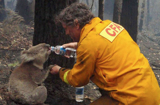 29 Powerful Pictures - In 2009, A caring firefighter provides water to a koala during the devastating Black Saturday bush fires in Victoria, Australia.