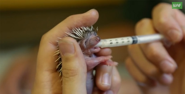 Baby Hedgehog Is Only Days Old but He’s Super Hungry. Just Watch Him Eat!