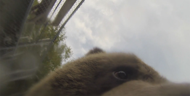 Bear Chews His Way into a Gopro Camera in British Columbia
