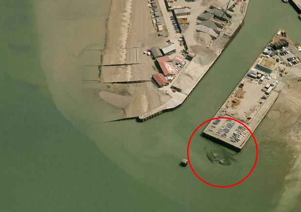 Notice a large crustacean lurking in the shallow water near this pier?