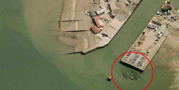 You Won’t Believe What Was Spotted Lurking in the Waters in a Small Seaside Town in the U.K.