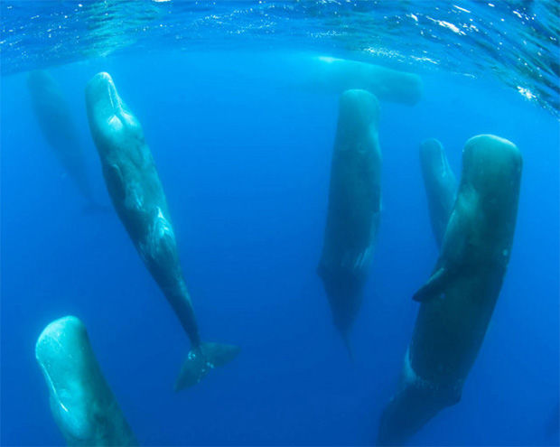 It may look like these sperm whales drowned but they are very much alive. This is a photo of sperm whales sleeping!