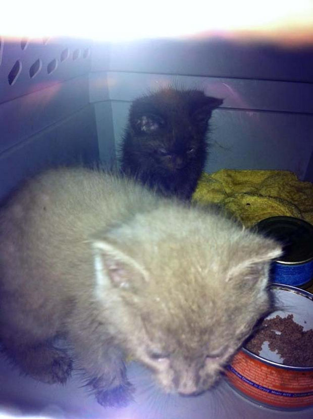 Now that they are safe, the kittens are soon on their way to the veterinarian for a quick checkup to keep them healthy.