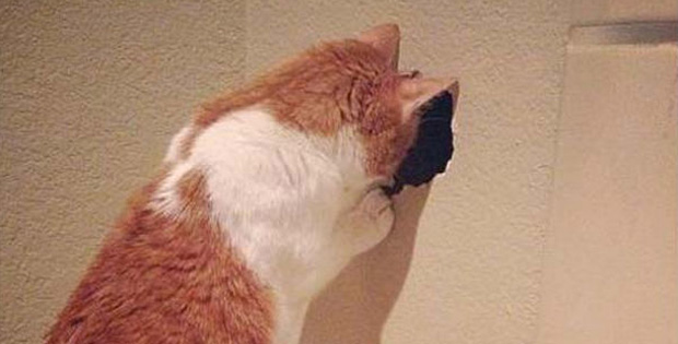 Orphaned Kittens Were Trapped Inside This Apartment Wall