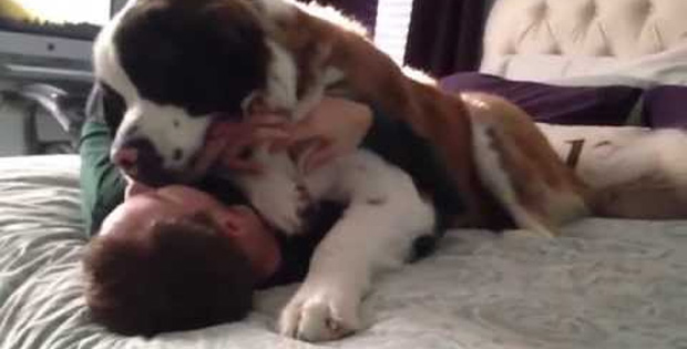 Sully the St. Bernard Gives His Owner so Much Love That He Can't Move!