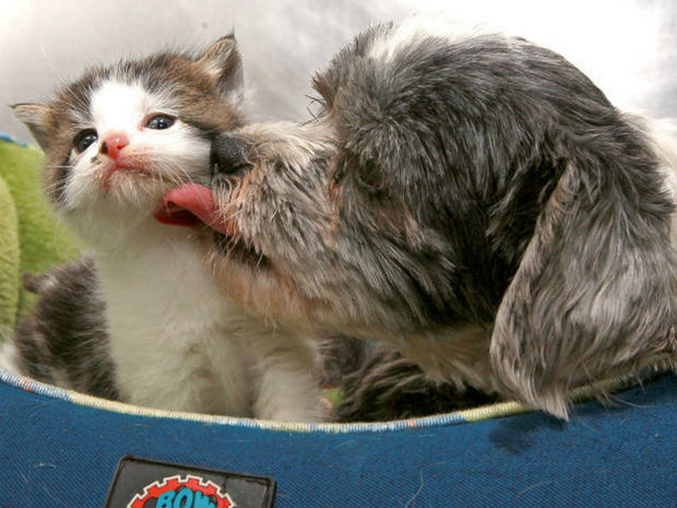 Stray Shih Tzu Finds a Tiny Kitten and Cares for It until Help Arrives.