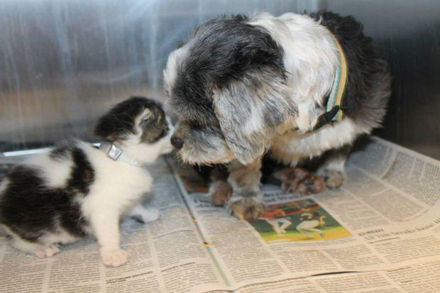 Shih Tzu Cares for Kitten - Animals are amazing and show their love unconditionally.